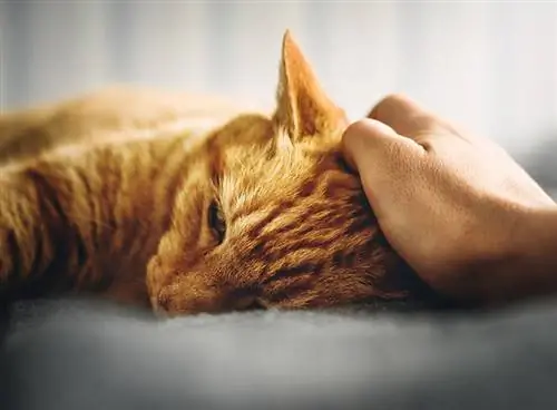 pessoa acariciando um gato doente