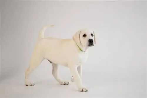 White Labrador Retriever: Info, bilder, egenskaper & Fakta