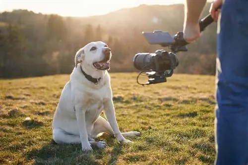 Labradorec pozira za snemanje