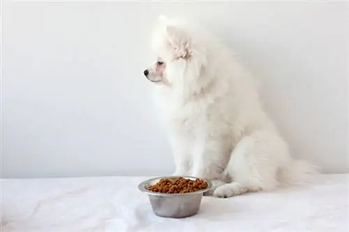 um cão pomeranian fofo branco não comendo a comida