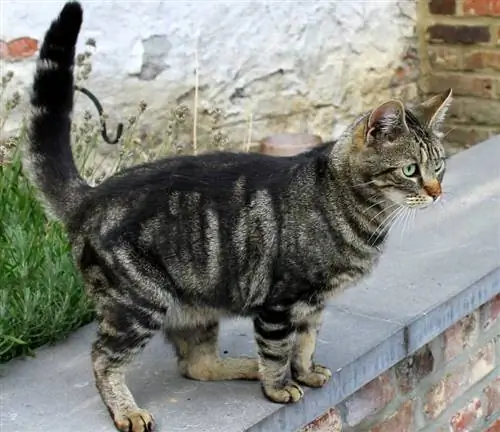 chat tigré qui remue la queue