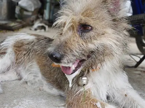 ¿Qué tan común es la rabia en los perros? ¡Todo lo que necesitas saber