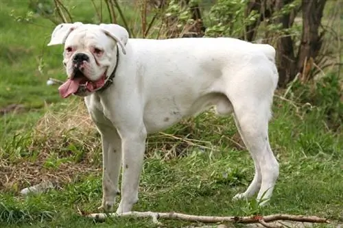 Weißer Boxerhund im Freien