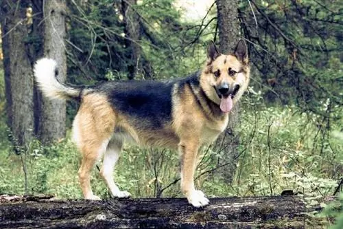 American Alsatian sa kagubatan