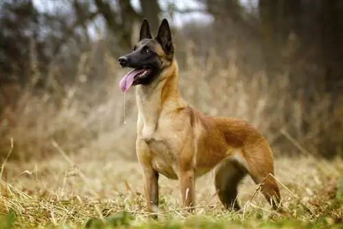 Belga malinois kiskutya