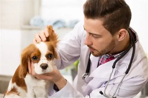 il veterinario controlla l'orecchio di un cane cavalier king charles spaniel