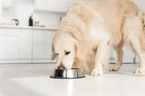 Zlatý retriever