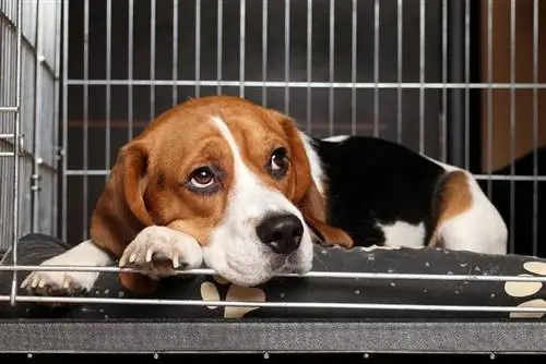 cão beagle deitado na gaiola