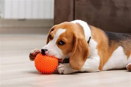 filhote de cachorro beagle mordendo uma bola mastigável