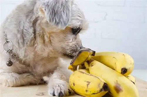 shih tzu makan pisang