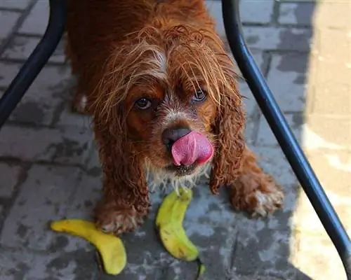 Brauner Hund, der Banane isst