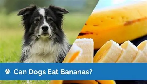 Bisakah Anjing Makan Pisang? Apakah Pisang Aman untuk Anjing?