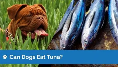 Maaari Bang Kumain ng Tuna ang Mga Aso? Anong kailangan mong malaman! Mga Katotohanan na Inaprubahan ng Vet