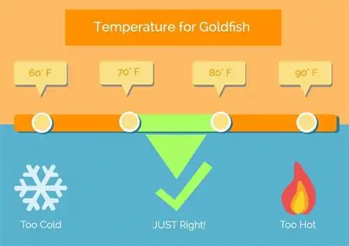 goudvis-temperatuur