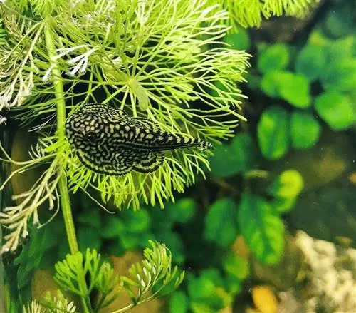 hillstream loach in water plant