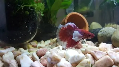 betta tank peshku