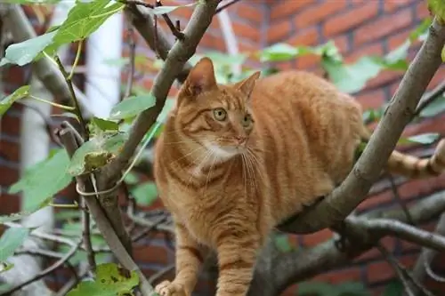 gato atrapado en un arbol