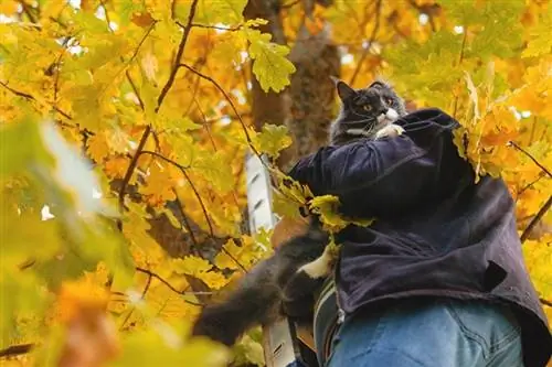 Katt räddad på trädet