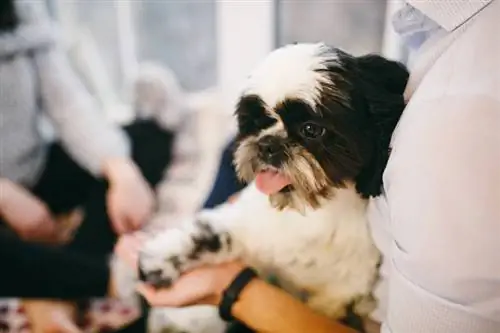 eigenaar knuffelen shih tzu hond