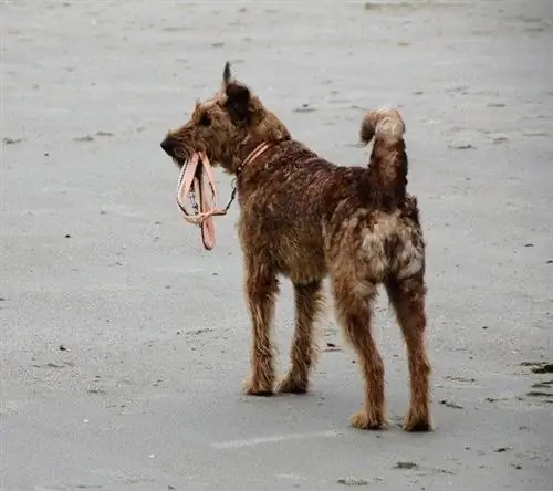 5 beste uforgjengelige & Tyggesikre hundehalsbånd fra 2023 – Anmeldelser & Toppvalg