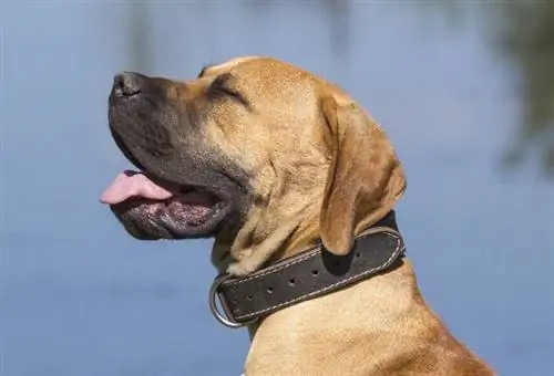 perro con collar de cuero