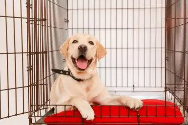 10 meilleures cages pour chiens pour l'anxiété de séparation en 2023 - Avis & Guide