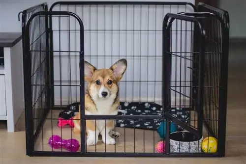 une cage pour chien avec des jouets