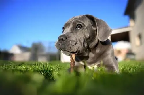 un perro cane corso azul tirado en la hierba