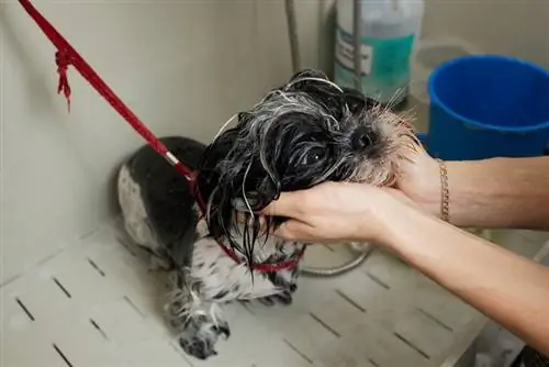 toiletteur laver le visage du chien shih tzu