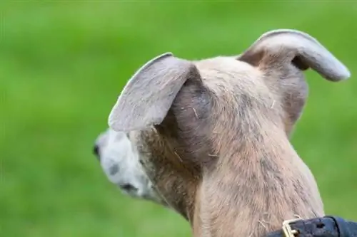 oreilles de chien