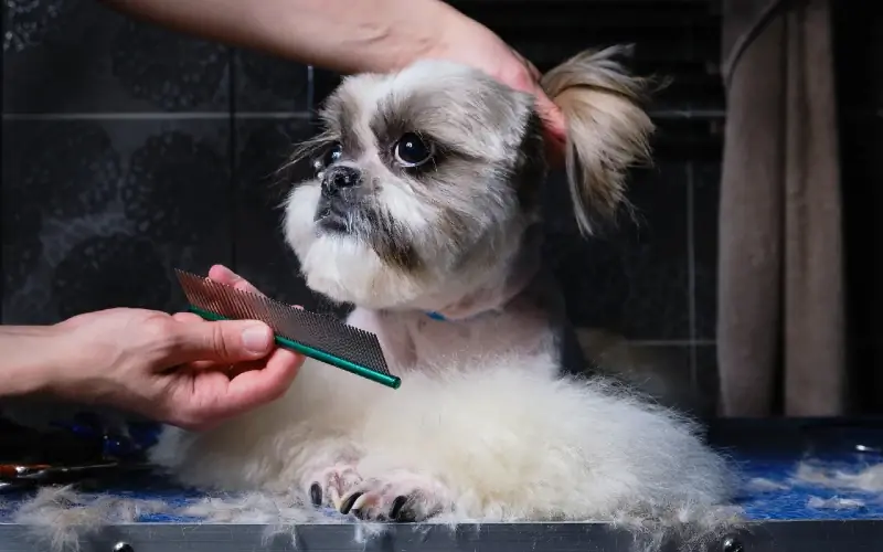 pet groomer menyisir rambut shih tzu dengan sikat rambut