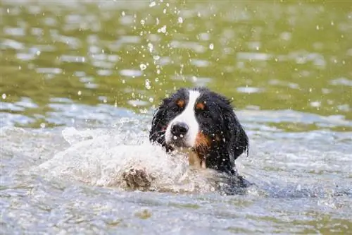 bovaro bernese che nuota in una bella giornata primaverile