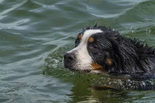 Mögen Berner Sennenhunde Wasser? Sorgen Sie dafür, dass sie sich wohl fühlen