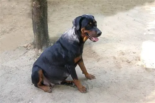 doberman însărcinată