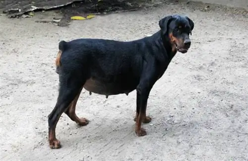 Hoe lang zijn Dobermanns zwanger? Zoek uit of ze anders zijn dan andere honden