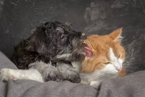 Schnauzer nain léchant un chat roux