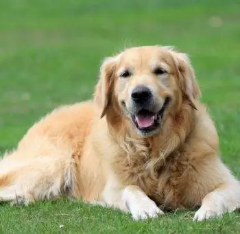 Els 10 millors raspalls per a Golden Retrievers del 2023: ressenyes & millors opcions