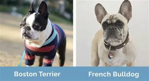 Boston Terrier contro Bulldog francese fianco a fianco