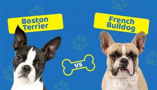 Boston Terrier lwn French Bulldog: Apakah Perbezaannya?