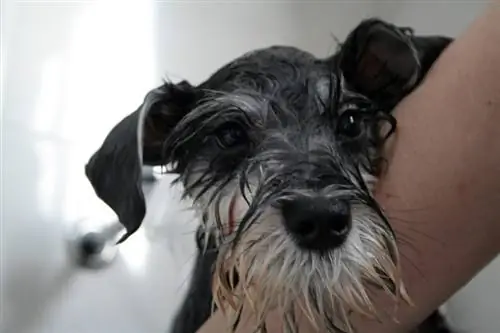 Schnauzer จิ๋วกำลังอาบน้ำ