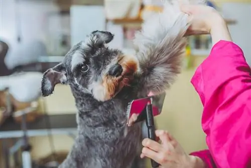 toelettatore che spazzola la pelliccia del cane schnauzer nano