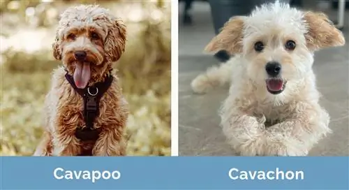 Cavapoo vs Cavachon yan yana