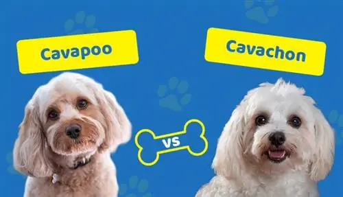 Cavapoo vs Cavachon: Qhov txawv yog dab tsi? Kev sib piv tiav