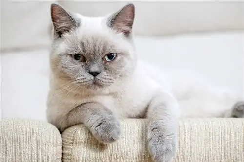 point de couleur british shorthair