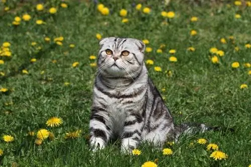 chat british shorthair sur l'herbe