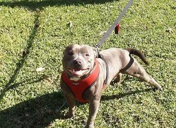 10 mejores correas para perros para pitbulls de 2023 – Reseñas & Mejores selecciones