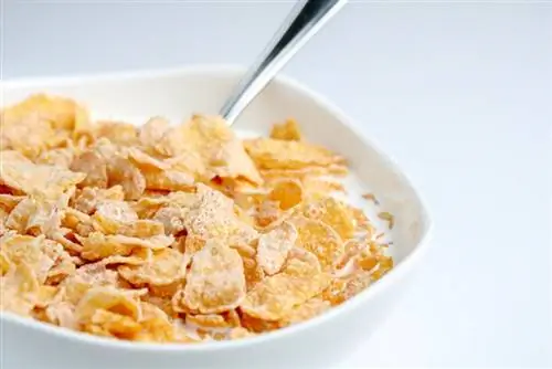 Bisakah Anjing Makan Frosted Flakes? Seberapa Tidak Sehat Itu?