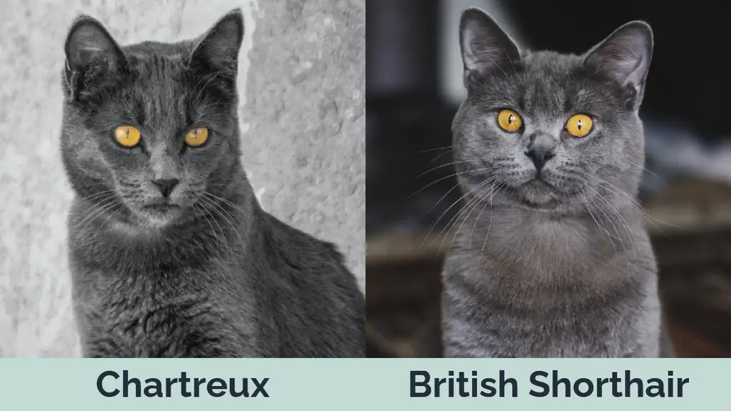 Chartreux vs Britu īsspalvainais kaķis - vizuālās atšķirības