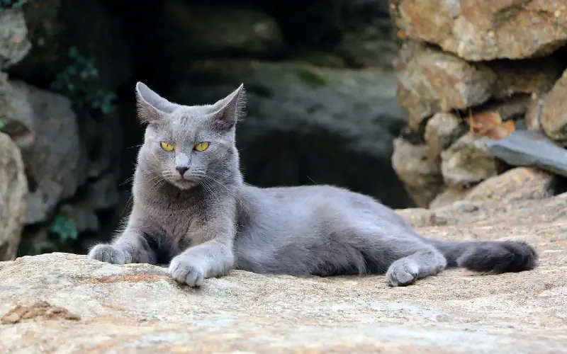 gato chartreux