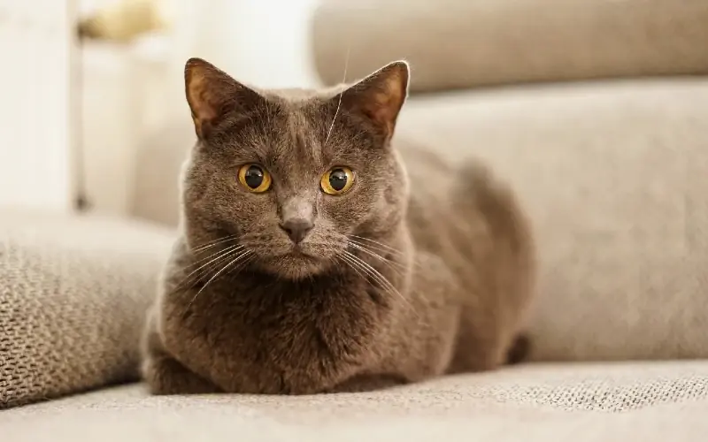 Chartreux კატა დივანზე